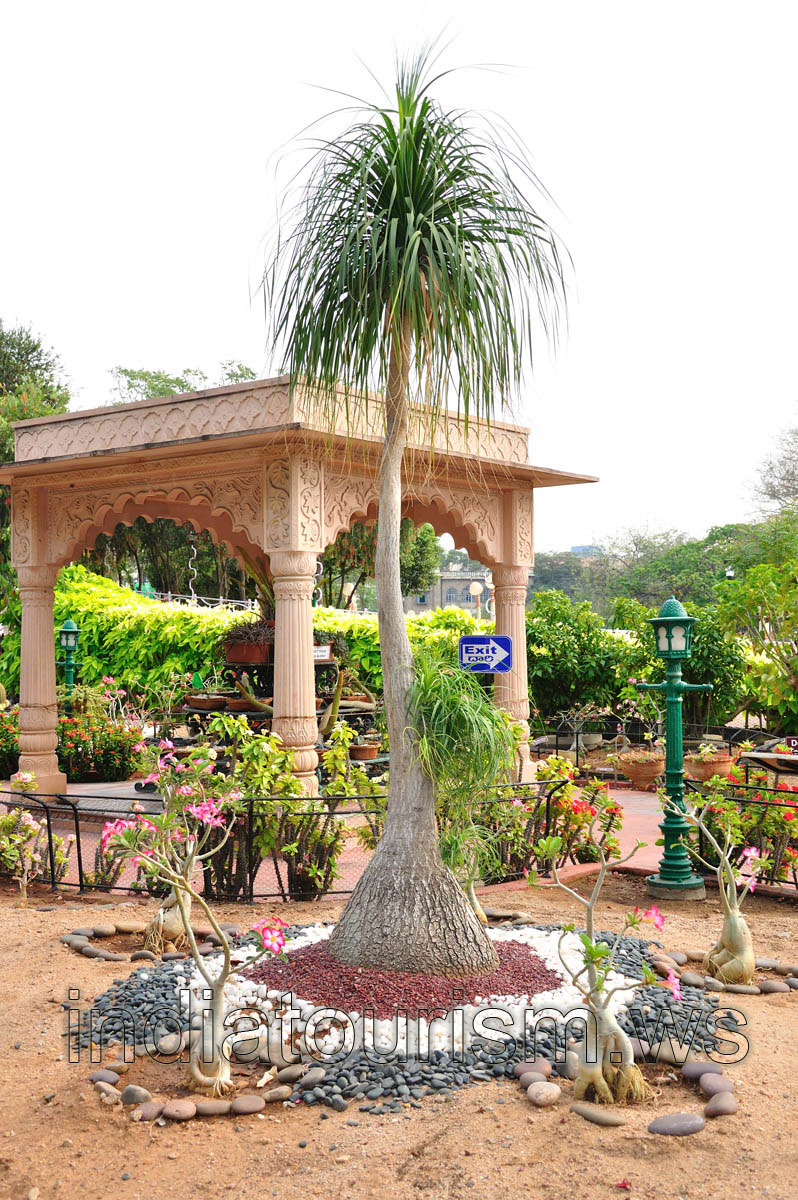 Beaucarnea recurvata (elephant's foot, ponytail palm)