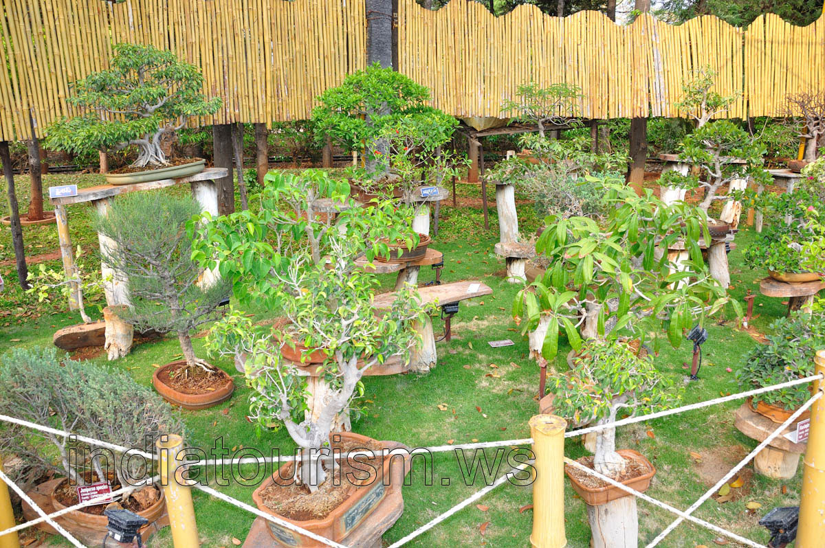 Bonsai Wonder: the bonsai collection