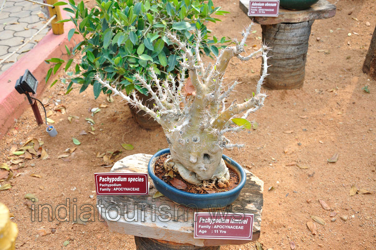 Pachypodium lamerei, 11 years