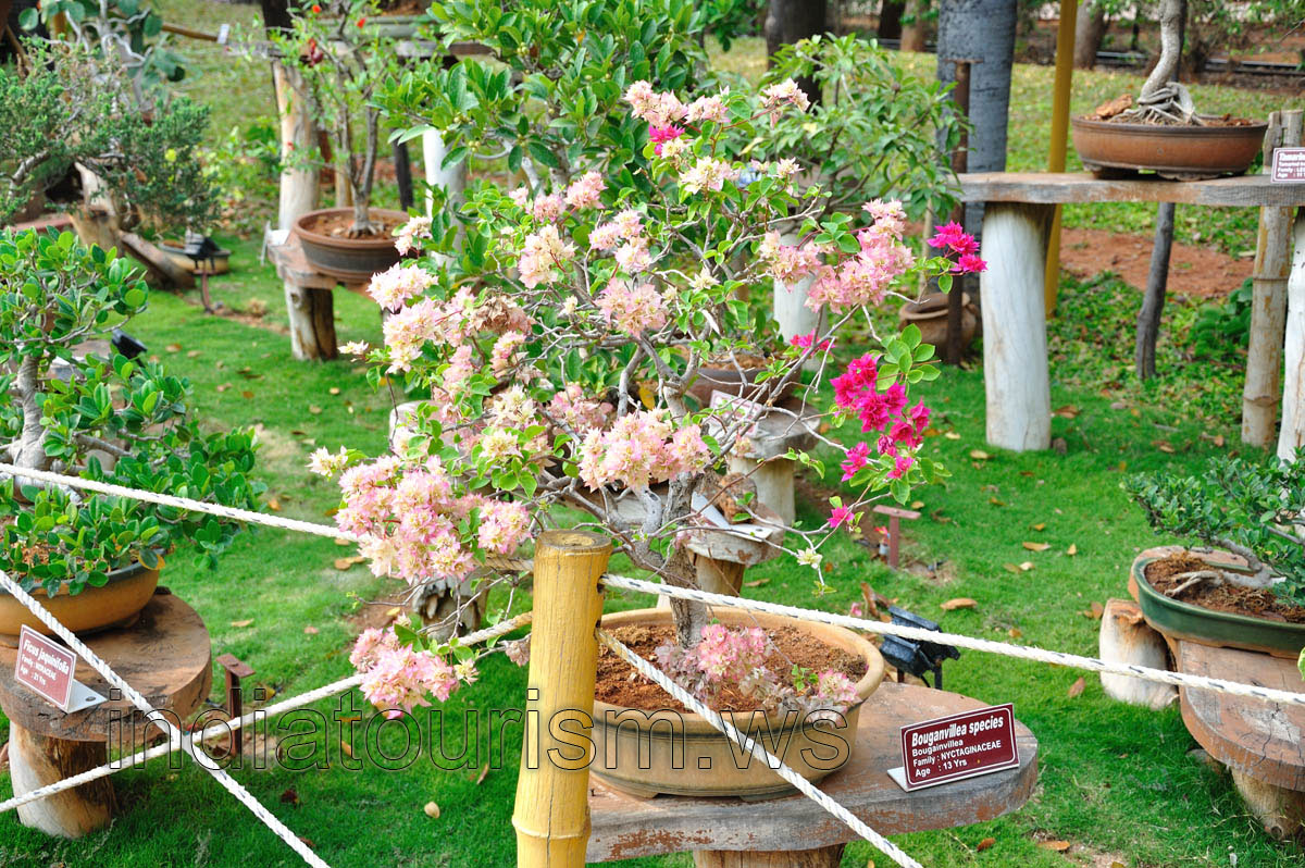 Bougainvillea species