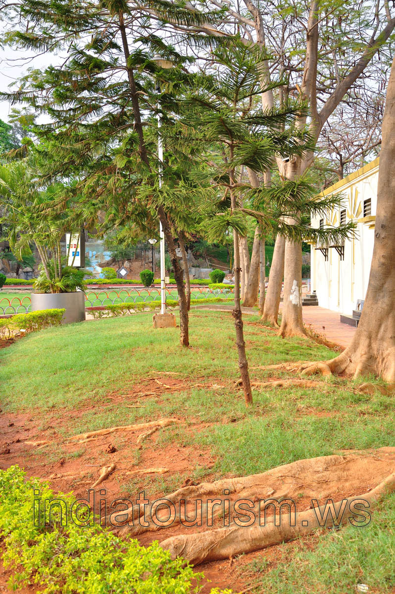Trees with roots on the surface