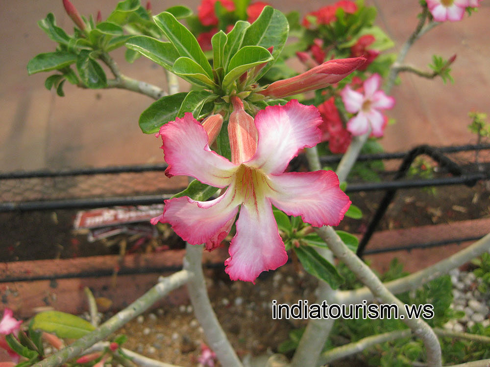 Huge adenium flower