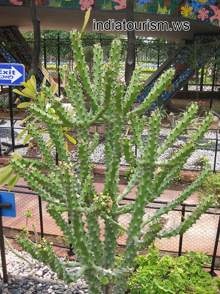 Euphorbia with the thick stems in blossom