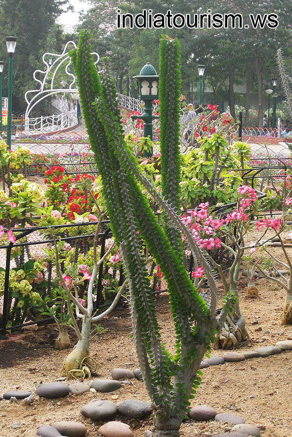 Euphorbia with the long stems