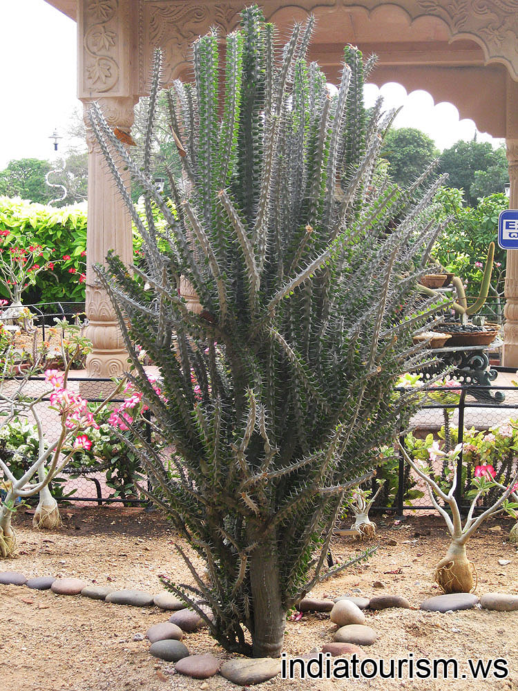 Huge euphorbia plant