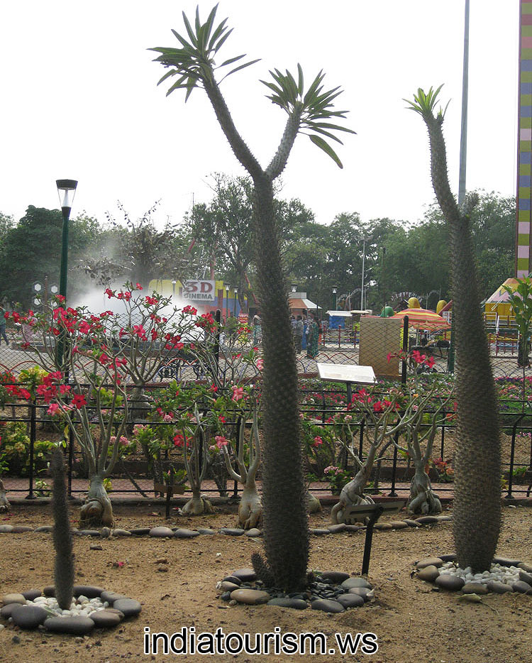 Giant leafless pachypodiums