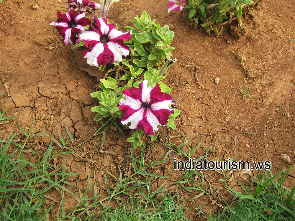 Red flowers with wide white stripes