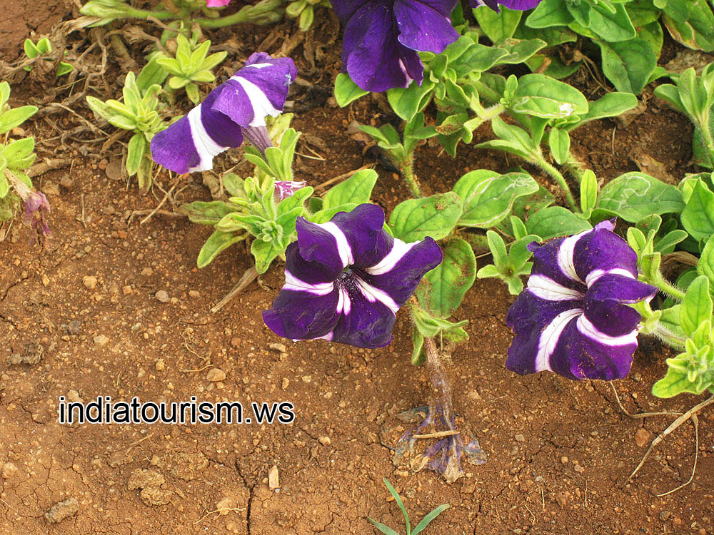 Dark blue flowers with wide white stripes