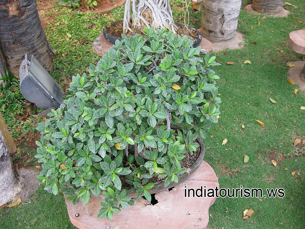 Small succulent shrub in the pot