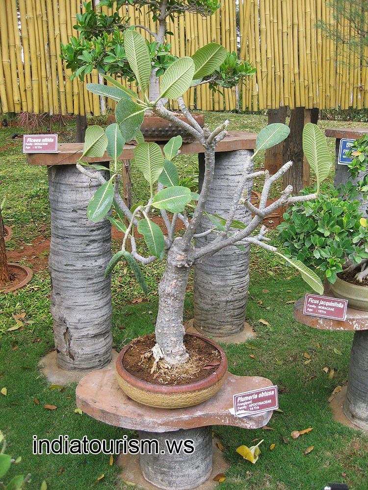 Plumeria obtusa