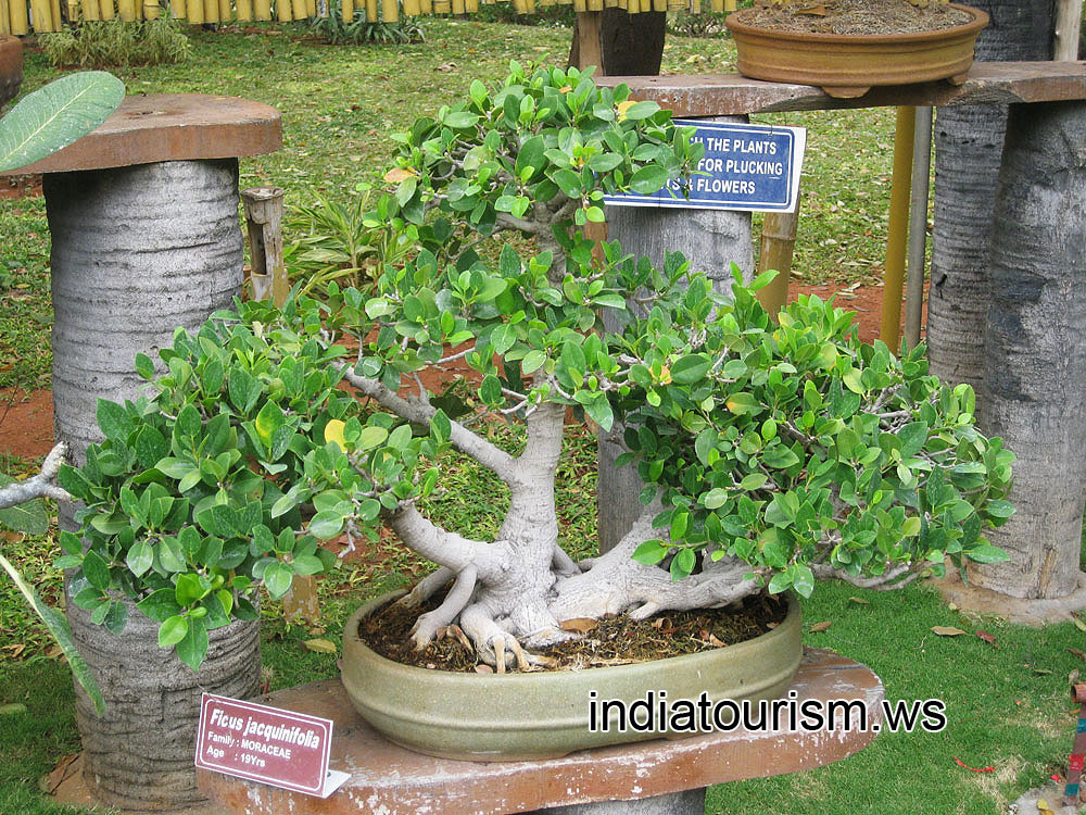 Ficus jacquinifolia