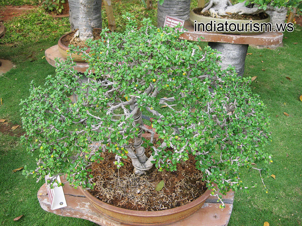 Malpighia glabra (Barbados cherry)