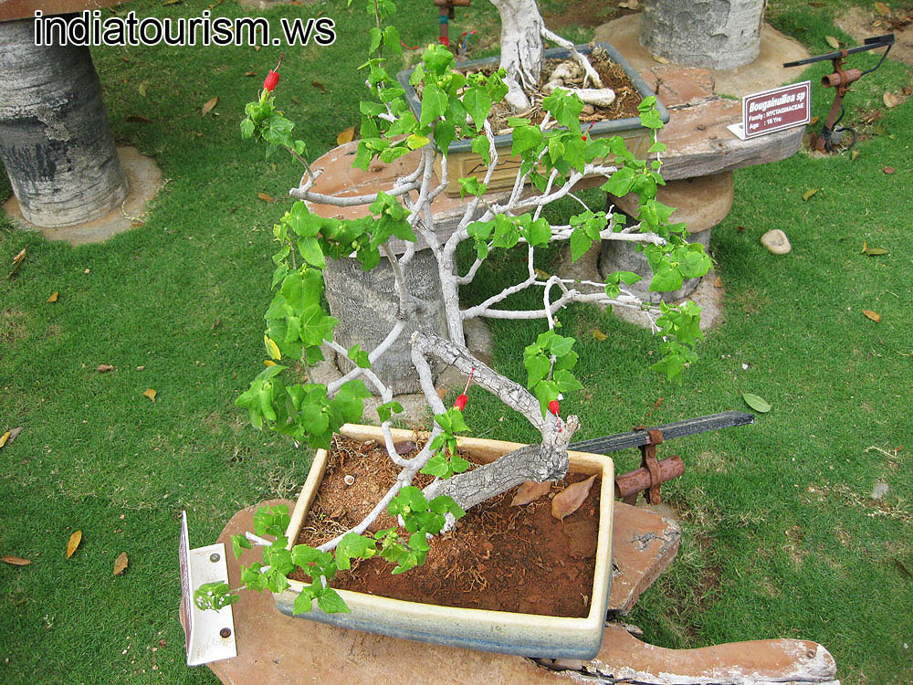 Malvaviscus arboreus