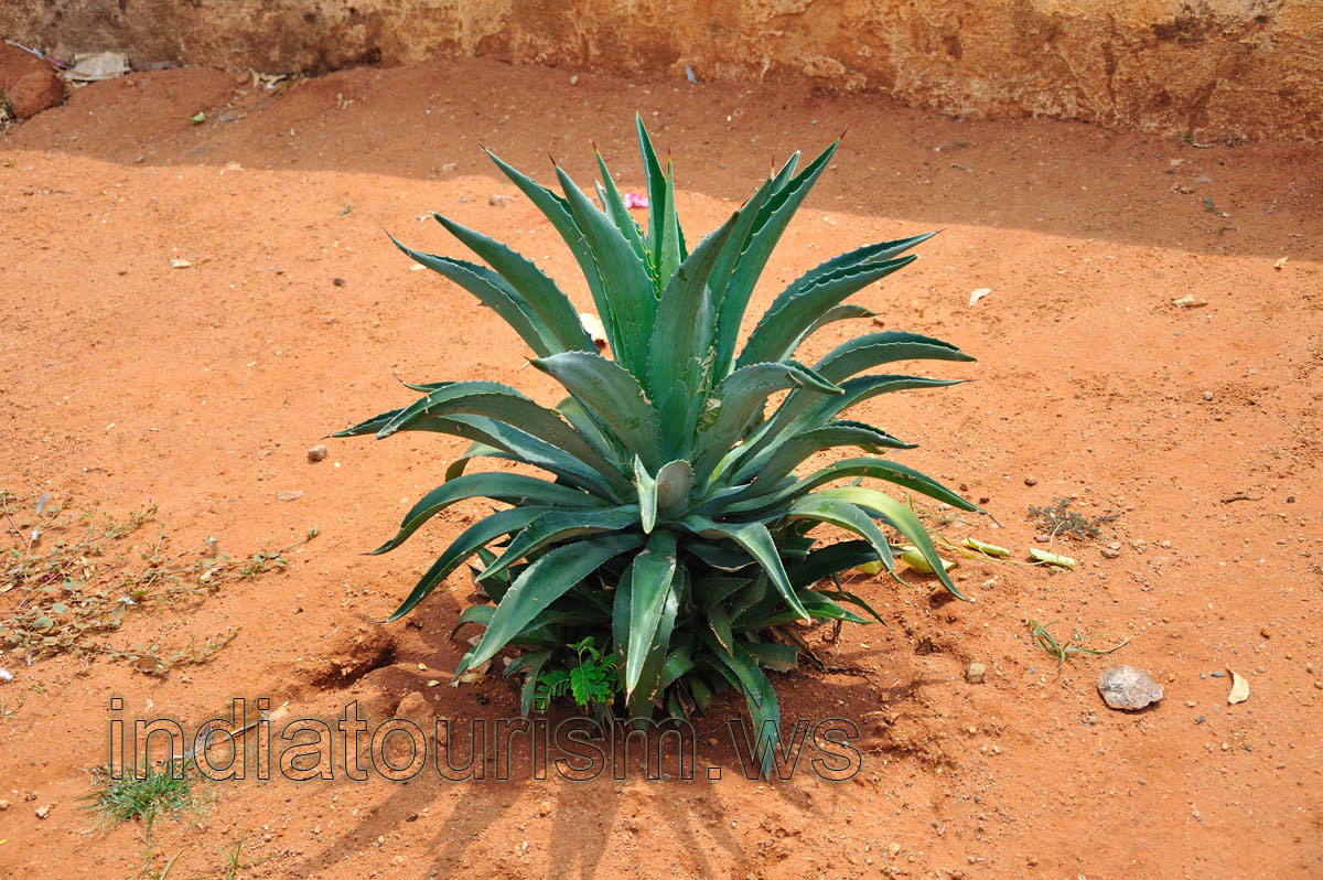 Agave in the garden
