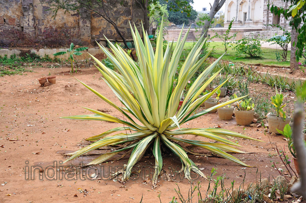 Agave with light yellow leaves
