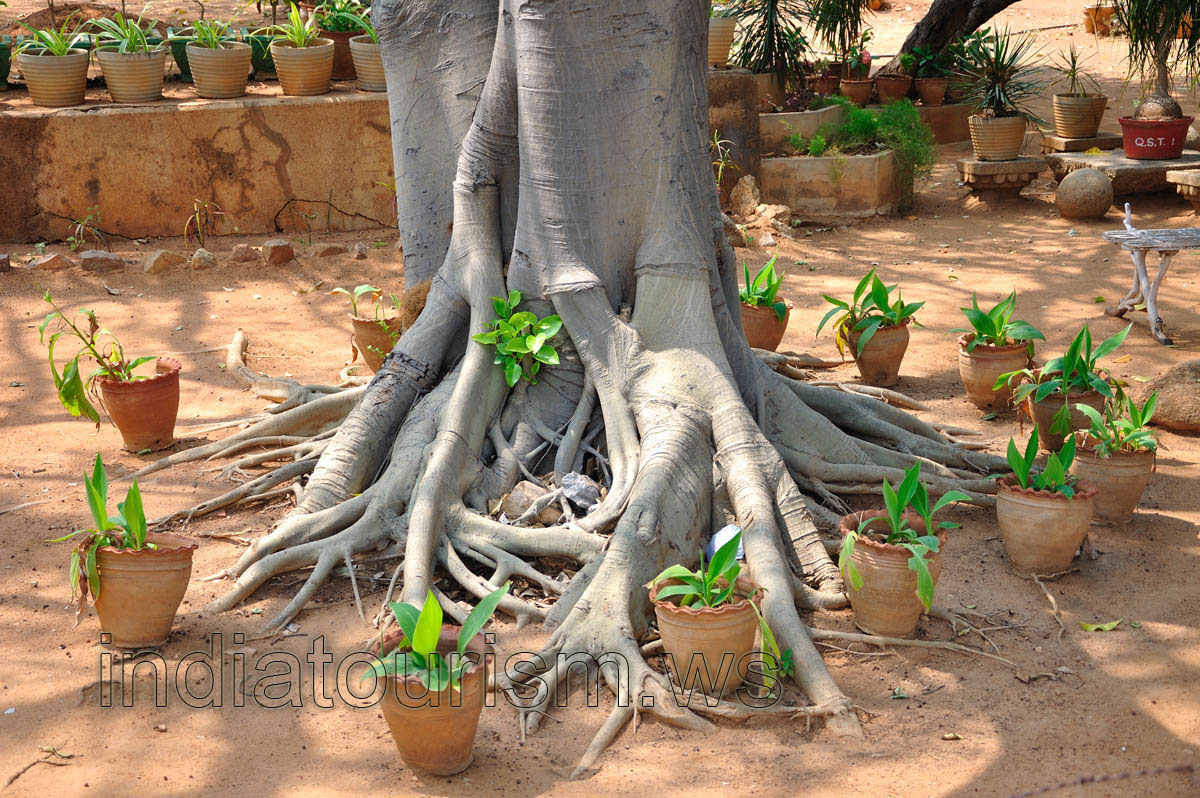 Aerial roots of the huge tree