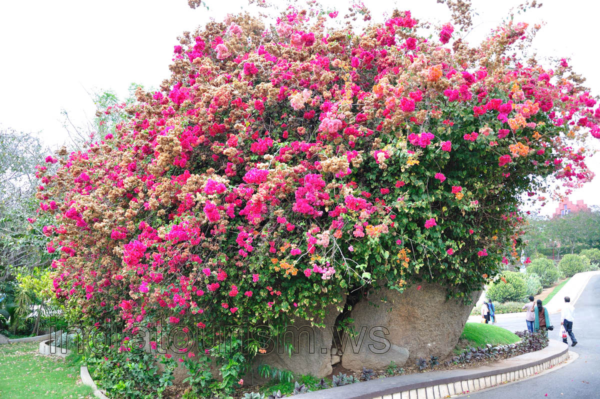Stone shrub with the magenta flowers