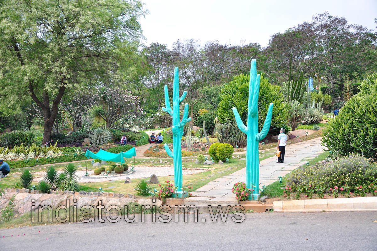 Cacti garden