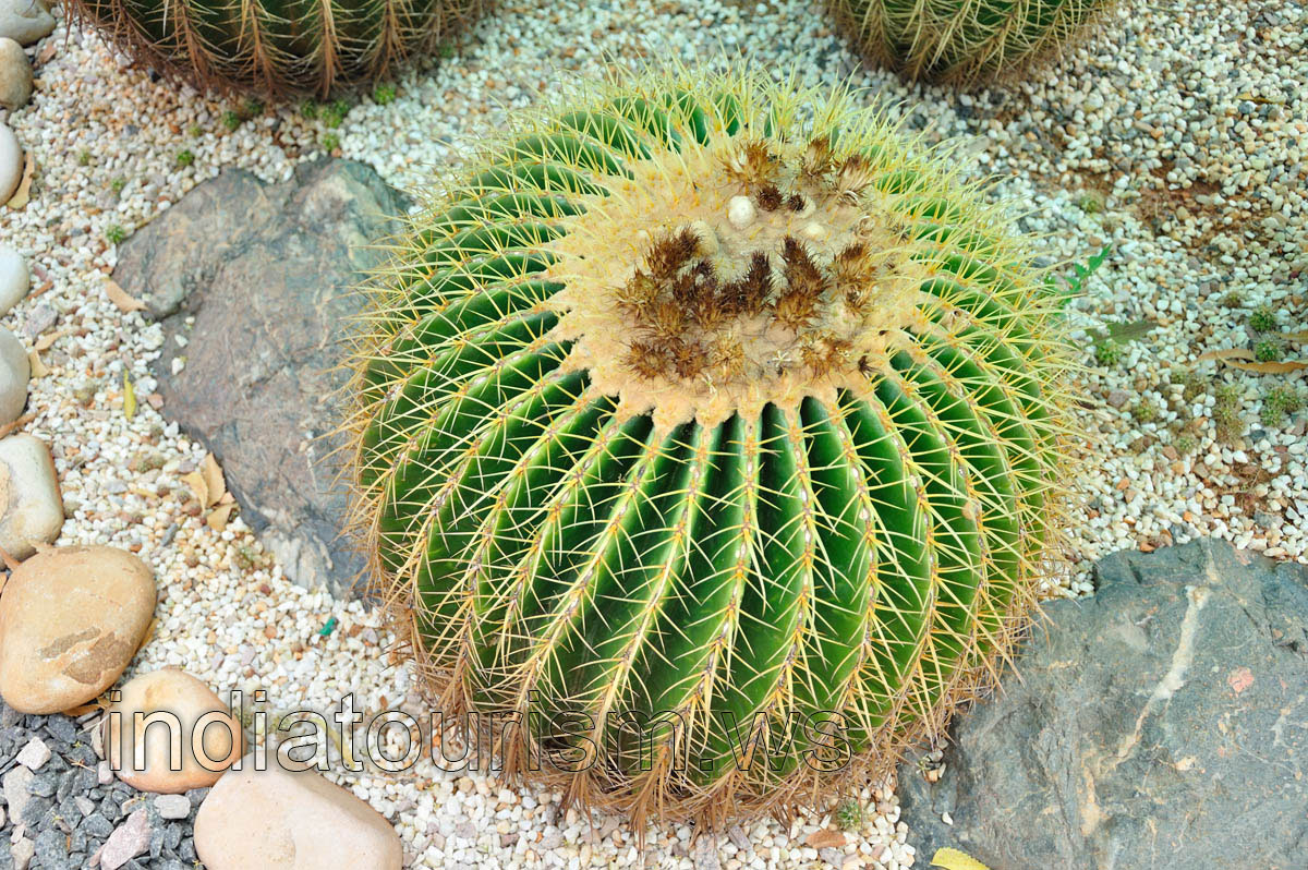 Flowers of the Ferocactus grusonii