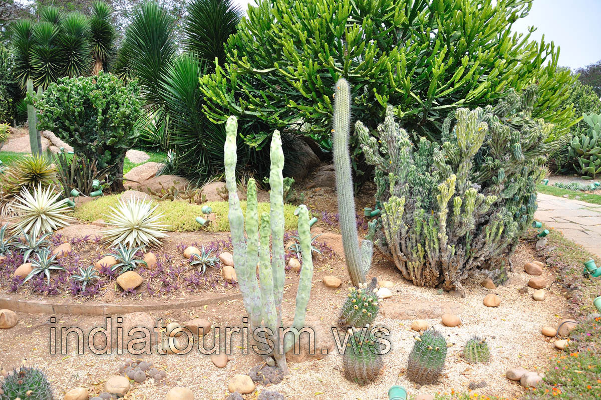 Tall cacti and euphorbias