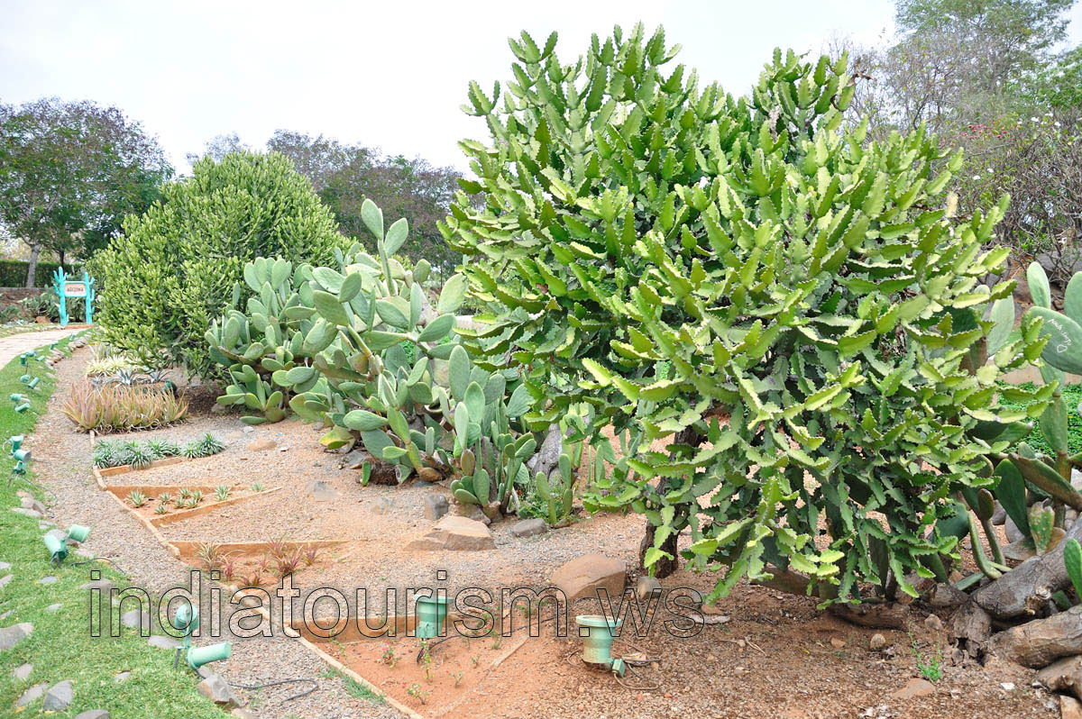 Shrubs of the euphorbias and opuntias