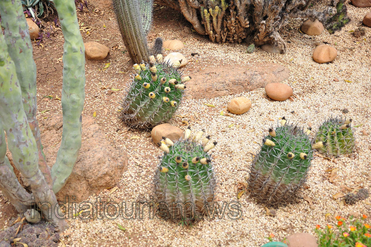 Ferocacti with yellow fruits