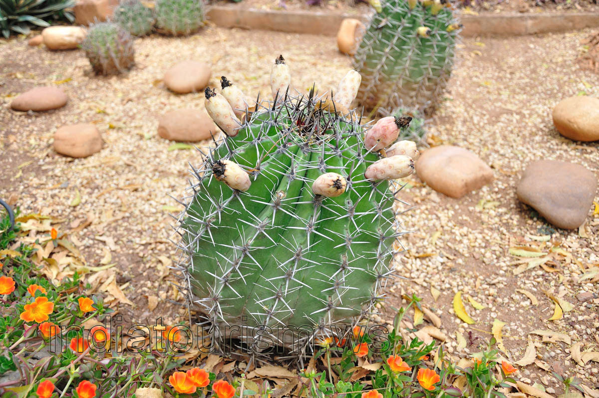 Huge ferocactus with fruits