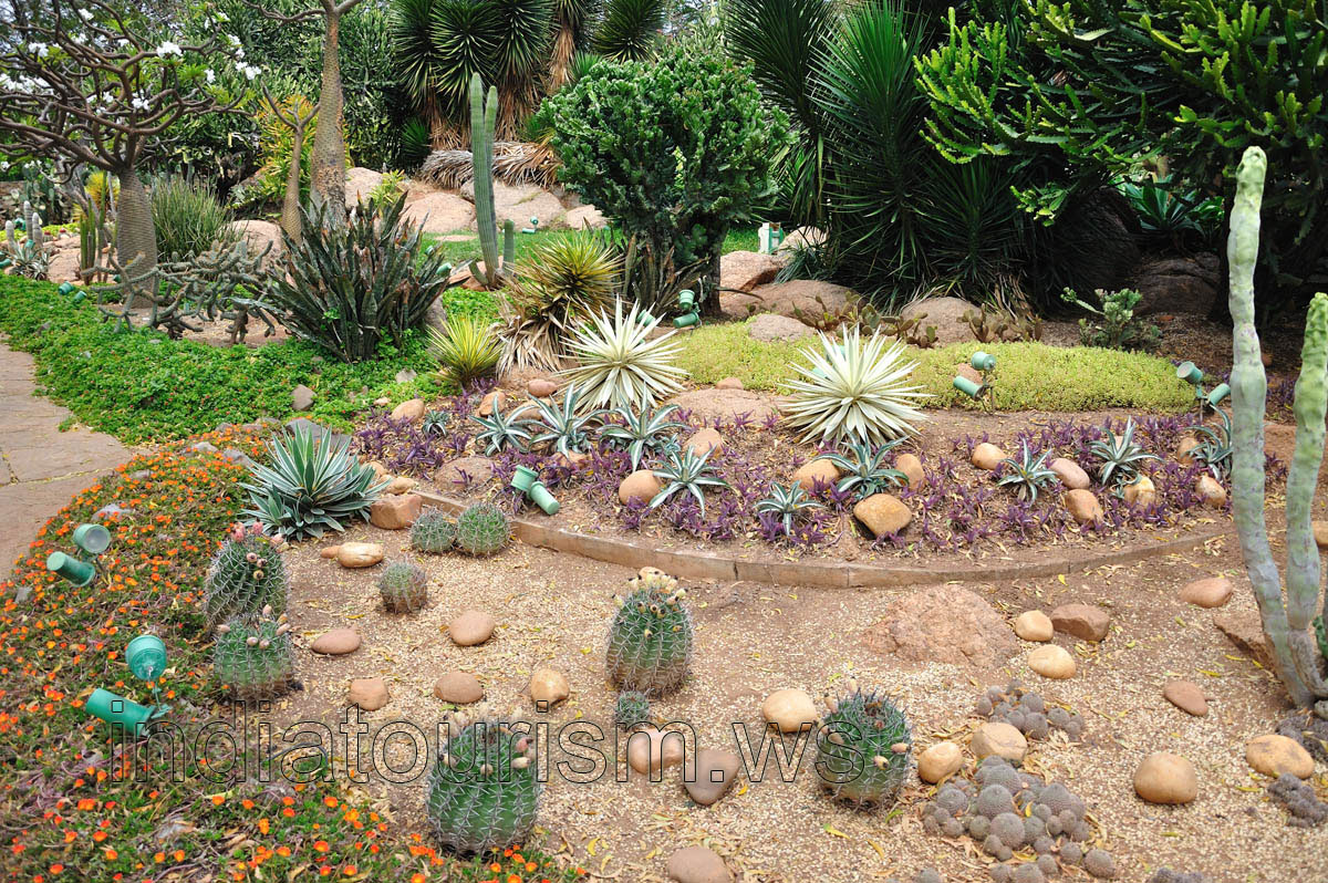 Flowerbed with cacti