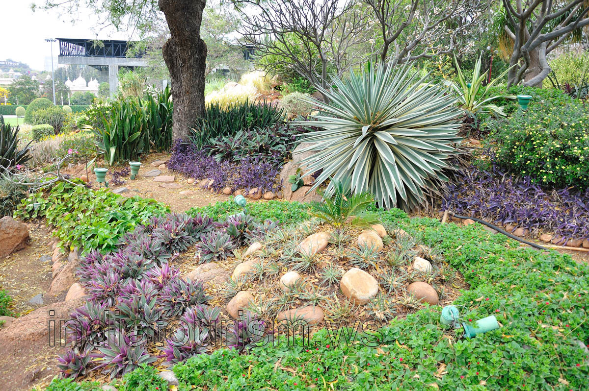Succulent plants in cacti garden