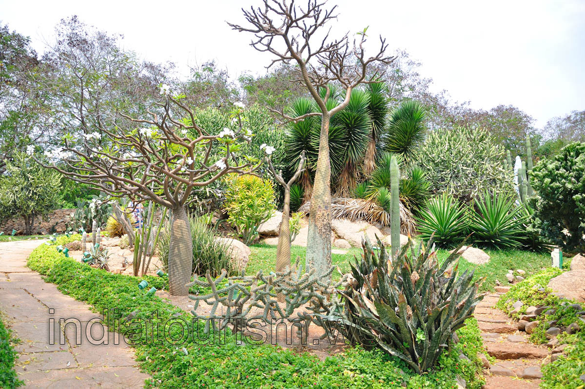 Pachypodium lamerei in blossom