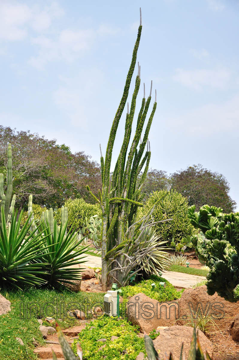Cacti with the height more than three meters