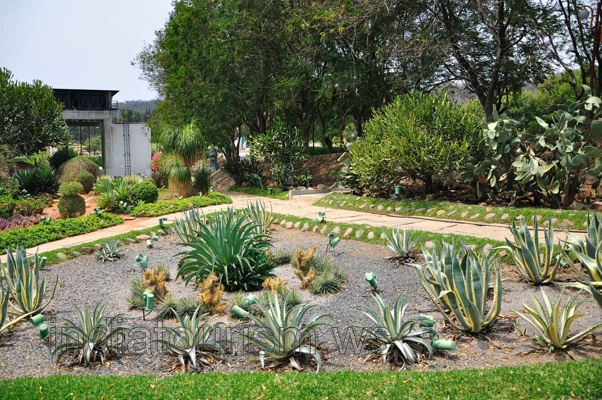 Flowerbed with agaves