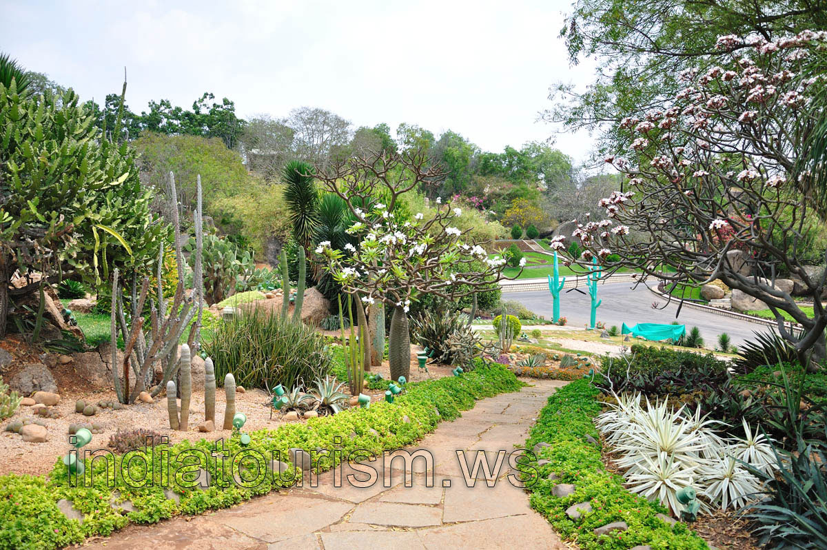 Cacti garden is full of the flowers