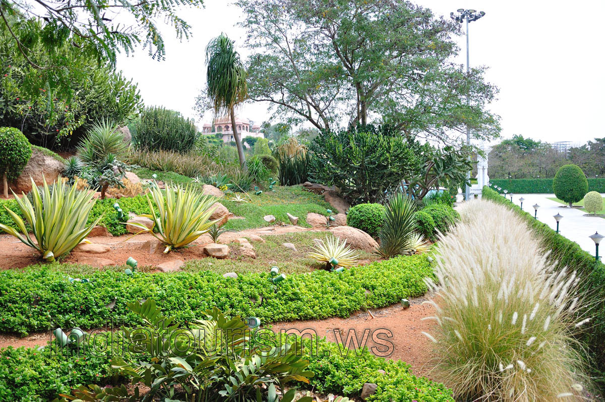 Agaves with light-yellow leaves