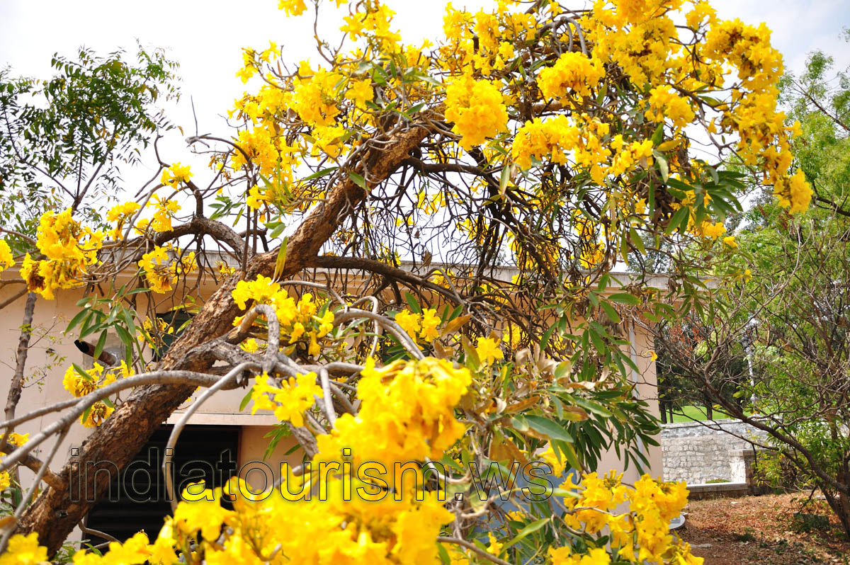 Tree with abundant yellow flowers