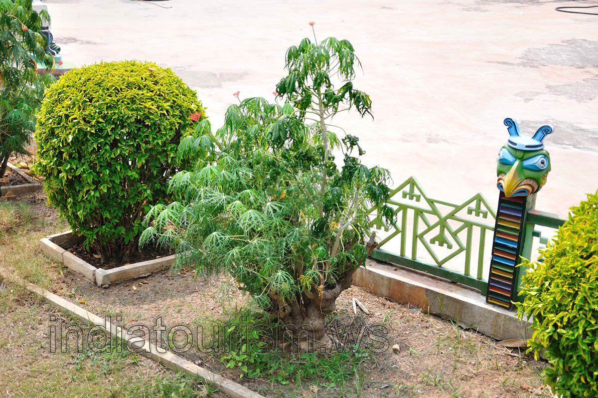 Jatropha plant in bloom