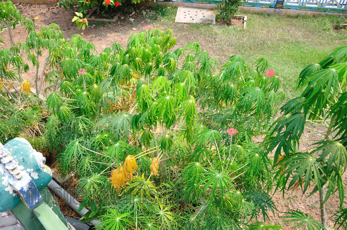Jatropha shrubs