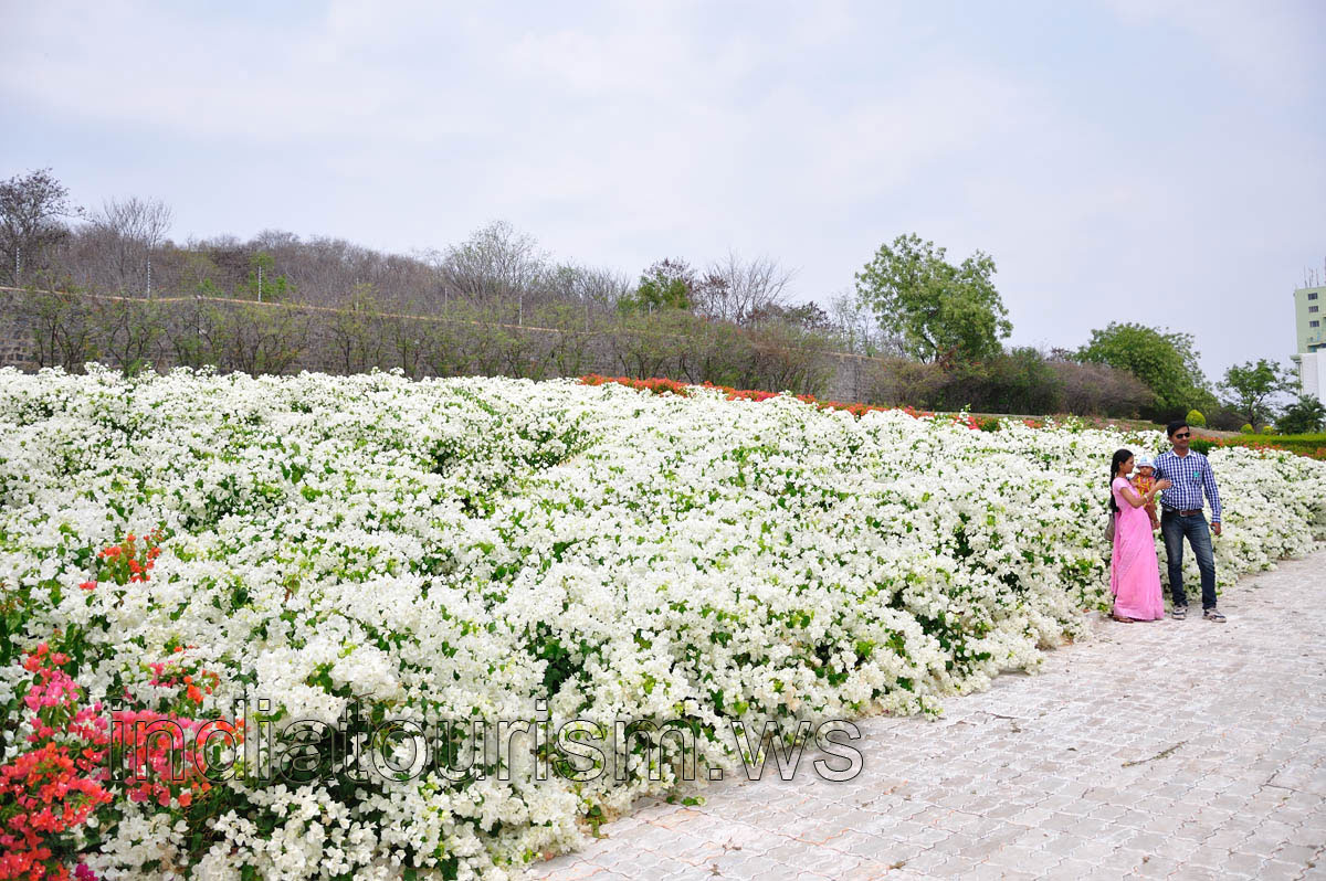Ocean of the white flowers