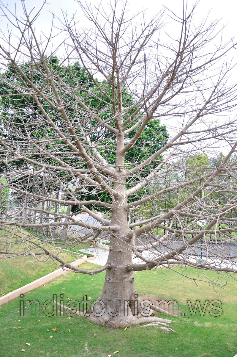 Leafless tree in the correct form