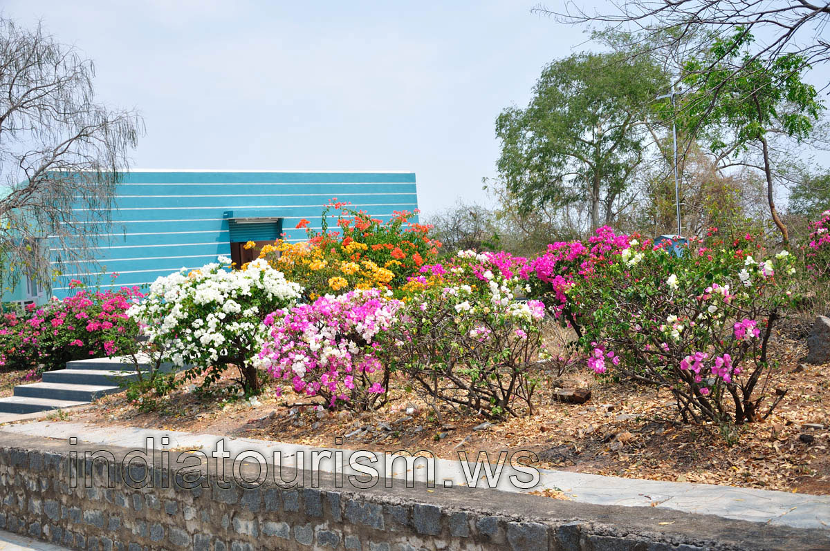 Bushes fully covered with flowers