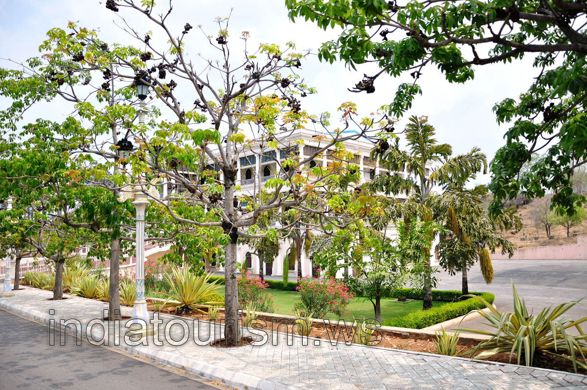 Tree with black fruits