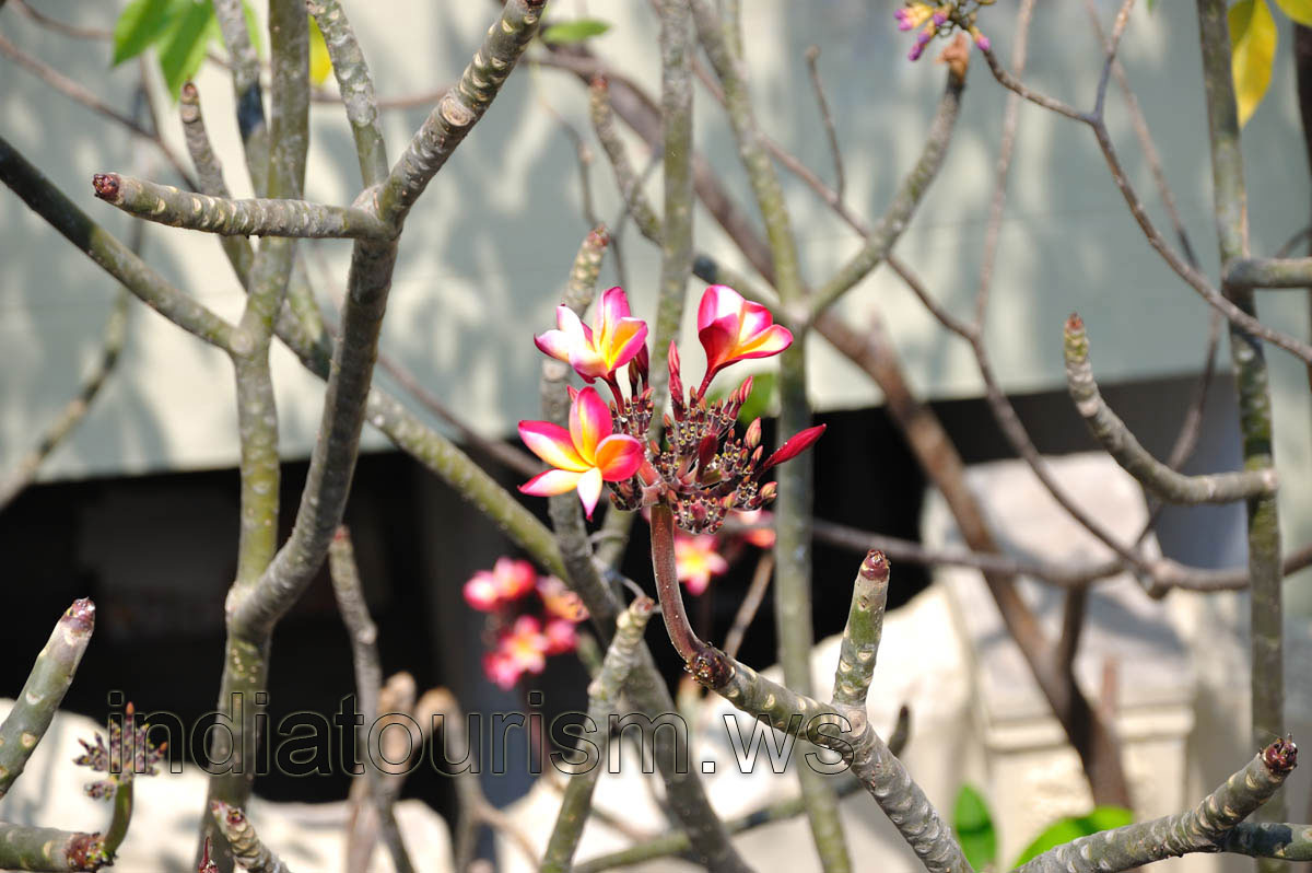 Yellow flowers with magenta edges