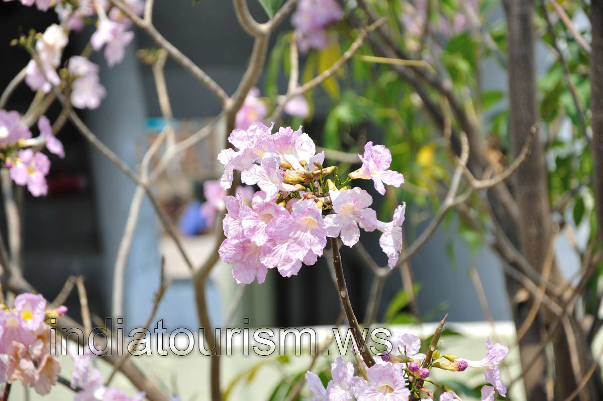 Pale purple flowers with white veins