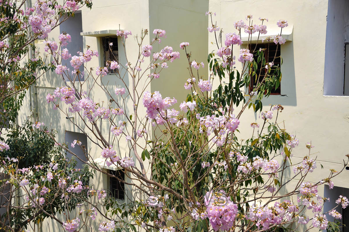 Tree with pale purple flowers