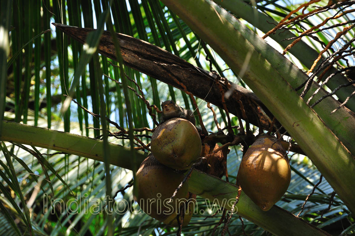 chipmunk between coconuts