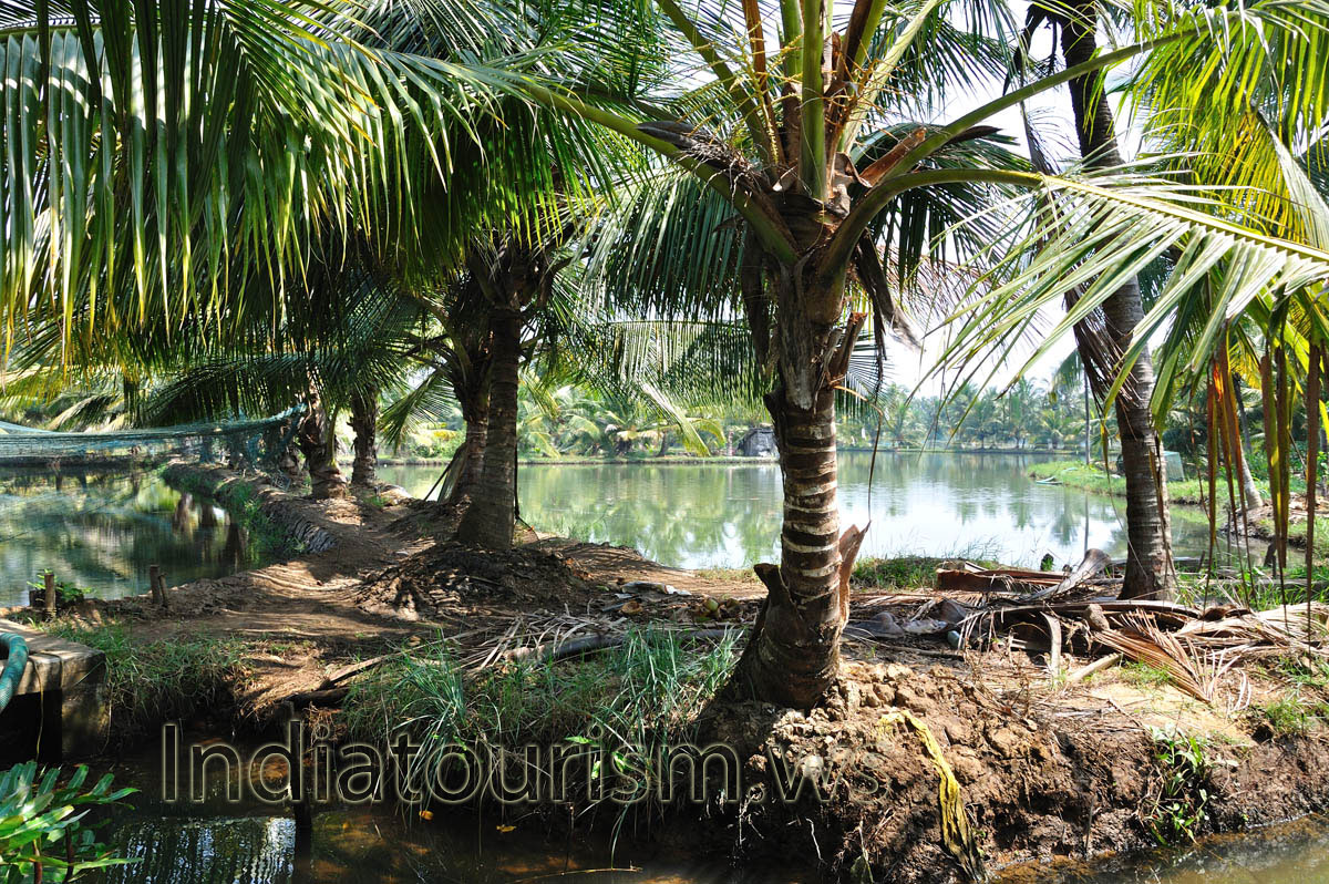 Kerala backwater is one of the major attractions in India