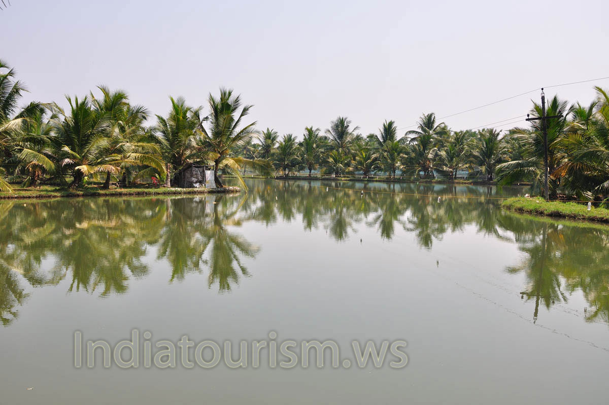 A canoe trip through the backwaters is definitely recommended as an affordable and fascinating way to explore this wonderful part of Kerala