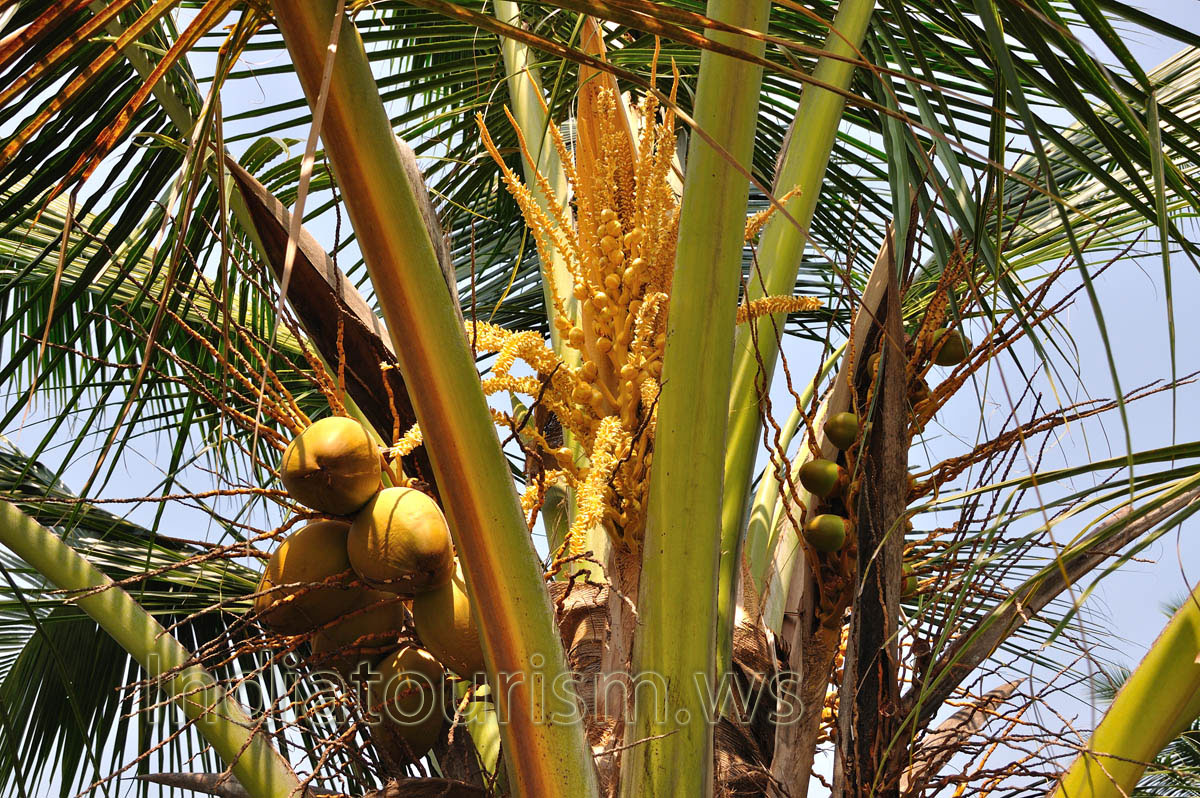 coconut fruits of different ages grow on the same tree