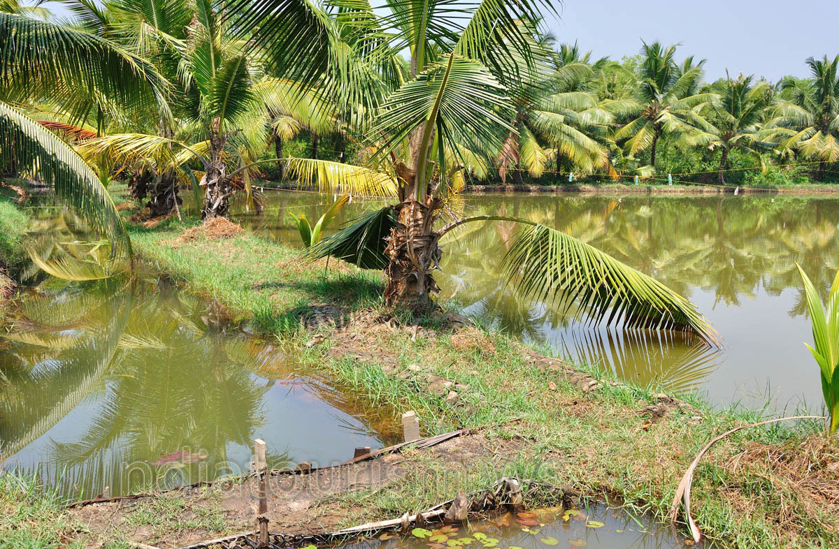 Canoe ride is a special type of sightseeing trip revealing the past time of Kerala