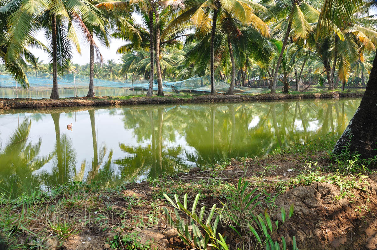 Canoeing or water biking in the backwaters is an adventurous way of visiting different places